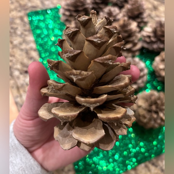 15 Bleached Pine Cones! - Picture 2 of 5
